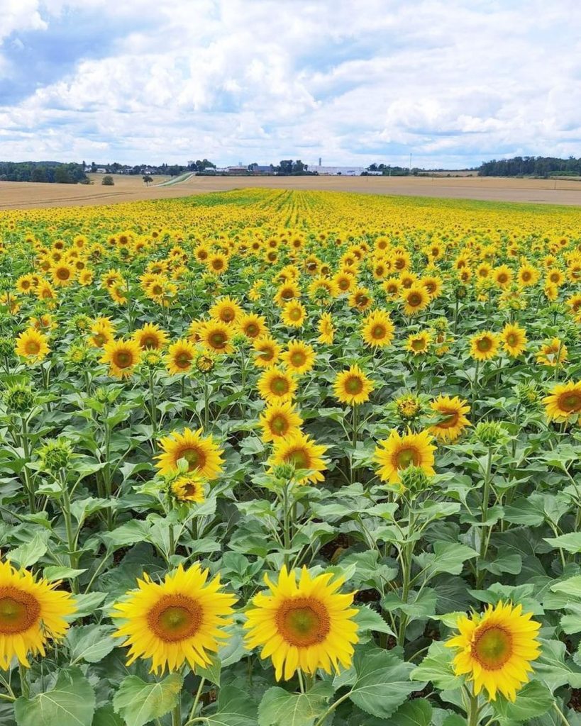 Sunflower field - yecoco73