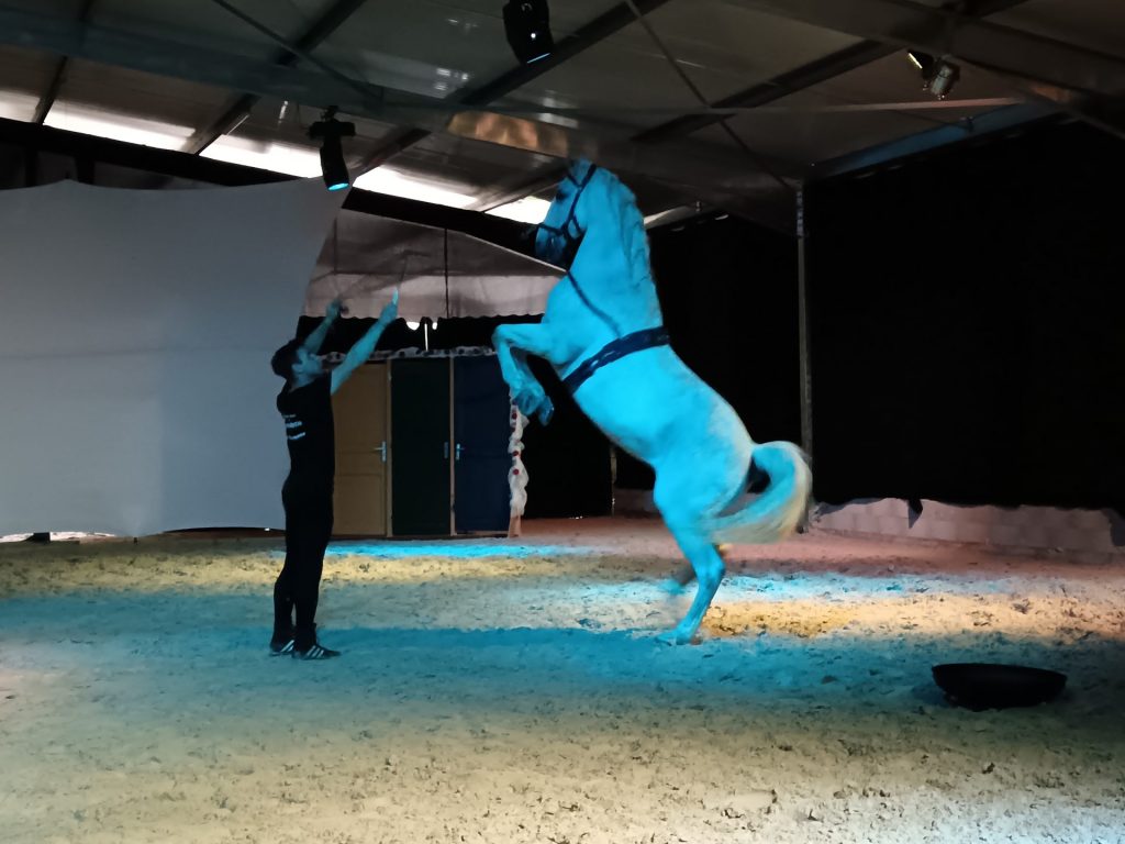 Démonstration coulisses spectacle équestre dans l'Aube