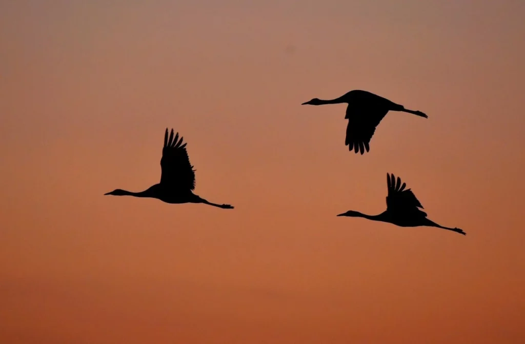 grues cendrées oiseaux migrateurs grands lacs de champagne