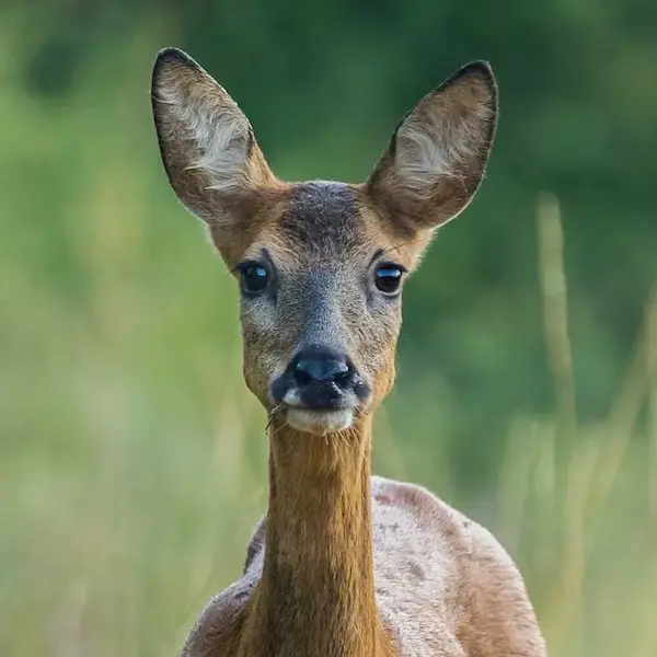 forêt du temple nature grands lacs de champagne aube