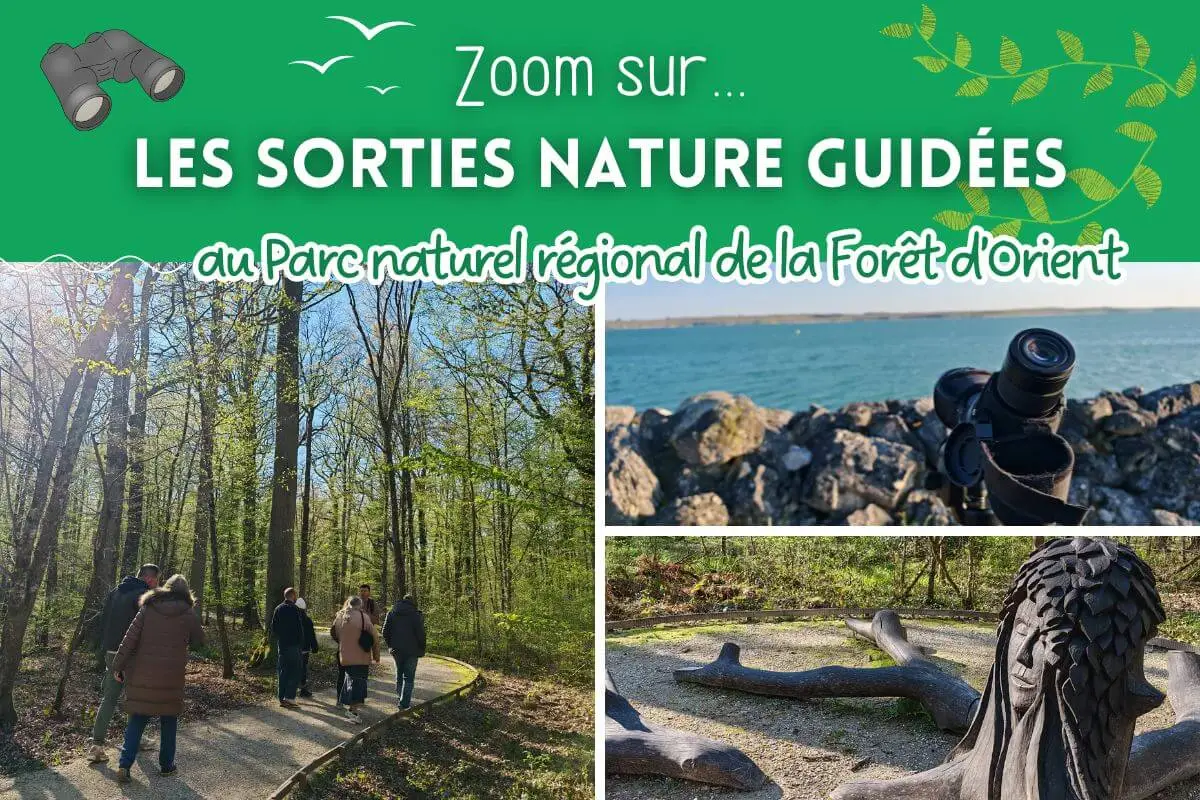 Les sorties nature du Parc naturel de la Forêt d'Orient - Grands lacs ...