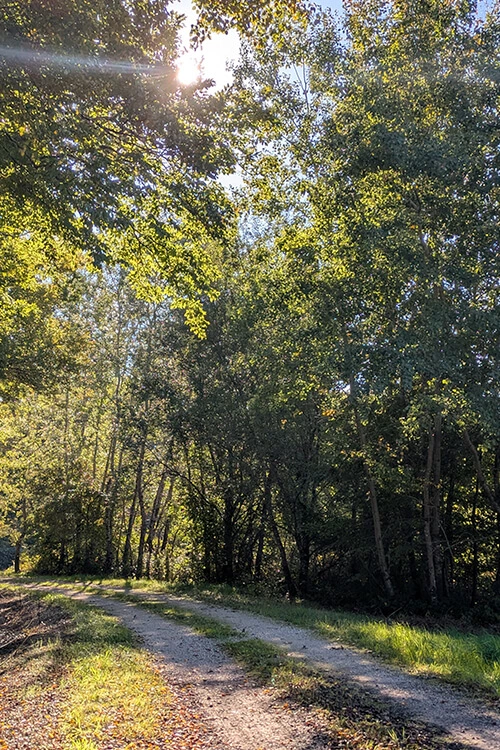 Promenade avec son chien en forêt grands lacs de champagne